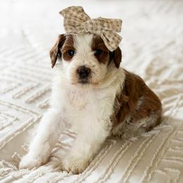 Blitz - Red  female Goldendoodle puppy in Sallisaw, Oklahoma from Huddle Puppies