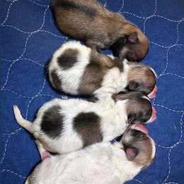 Pomeranian puppies from Eelan’s Poms