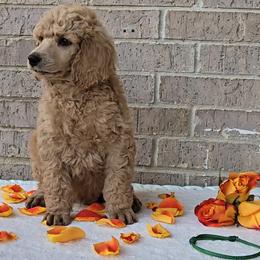 Green - Apricot male Poodle puppy in Diamond, Missouri from Evening Stars Poodles