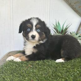 Aqua - Black tri female Toy Australian Shepherd puppy in Granbury, Texas from Texas Miniature Aussies