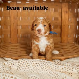 Beau - Red  male Goldendoodle puppy in Hazel Green, Alabama from Fitzy Doodles of Alabama