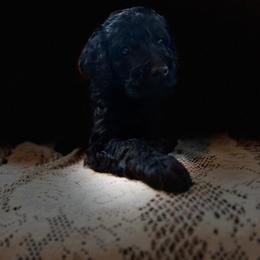 Marina - Black phantom female Aussiedoodle puppy in Riverside, California from Just Loving Doodles