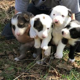 Border Collie Puppies from Simcoe Foothills Farm