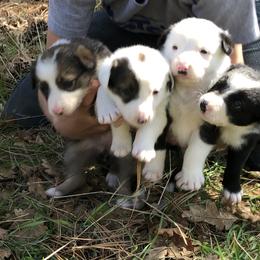 Border Collie Puppies from Simcoe Foothills Farm