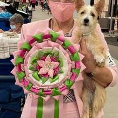 Miniature American Shepherd and Portuguese Podengo Pequeno All Grown Up from Kaprikorn