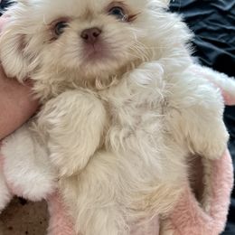 Pekingese Puppies from TXNVGALPEKES