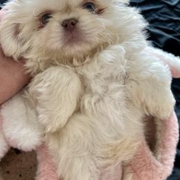 Pekingese Puppies from TXNVGALPEKES