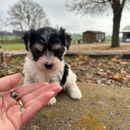 Cranberry - Black & tan tri-color female Morkie puppy in Oakland, Kentucky from Imperial Dogs