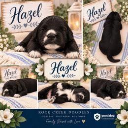 HAZEL - Black female Double Doodle puppy in Whitsett, North Carolina from Rock Creek Doodles NC