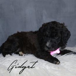 Gidget - Black female Goldendoodle puppy in Guthrie, Oklahoma from Edmond Doodles, LLC