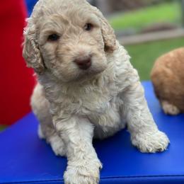Tissot - Caramel cream male Australian Labradoodle puppy in Alamo, Texas from QuiSal Labradoodles