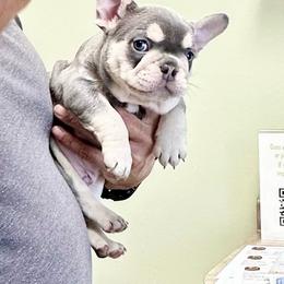 Beast - Blue male French Bulldog puppy in Indianapolis, Indiana from McDaniel Farm and Fowl