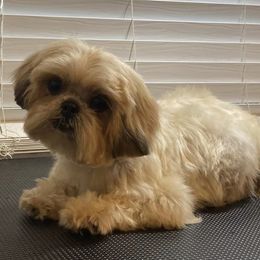 Miniature Schnauzers and Shih Tzus from Sun Rise Kennel