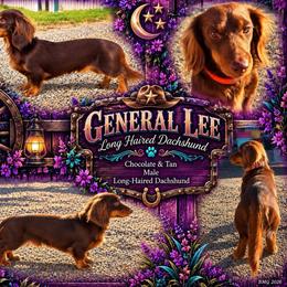General Lee - Dachshund