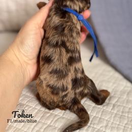 Token (merle) - Chocolate male Cavapoo puppy in Beckley, West Virginia from By Design Doodles