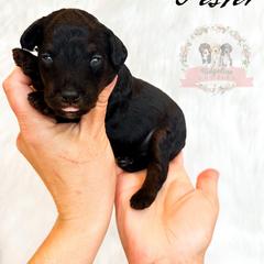 Male Pick Number 3 - male Australian Mountain Doodle puppy in Corydon, Indiana from Ridgeline Doodles