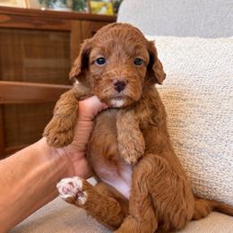Felicia - Red  female Goldendoodle puppy in Gilbert, Arizona from Doodle Bliss