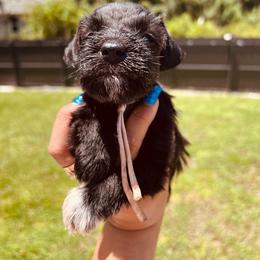 Daisy - Black female Miniature Schnauzer puppy in Lehigh Acres, Florida from Regency Schnauzer