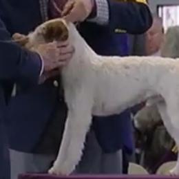 Parson Russell Terriers from Jumping Jack's Russell Terriers