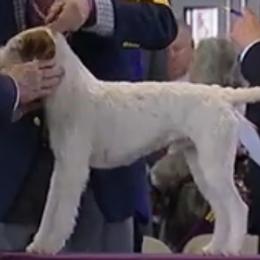 Parson Russell Terriers from Jumping Jack's Russell Terriers