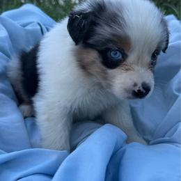 Raina - Blue merle female Australian Shepherd puppy in Kimbolton, Ohio from Wagon Wheel Aussies