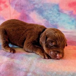 Male 5 - Black Collar - Red and rust male Doberman Pinscher puppy in Spencer, Indiana from Jackson's Dobermans