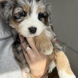 Monster - male Australian Mountain Doodle puppy in Spanish Fork, Utah from Little Puppy Co.
