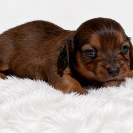 Nala - Red female Dachshund puppy in Farmington, Missouri from Eva Leas Pups