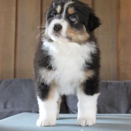 Australian Shepherd Puppies from Riot Austrailan Shepherds