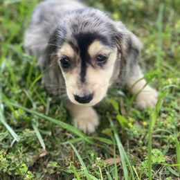 Dachshund Puppies from The Spotted Doxie