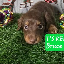 Bruce - Chocolate male Dachshund puppy in Poplarville, Mississippi from T's Kennel