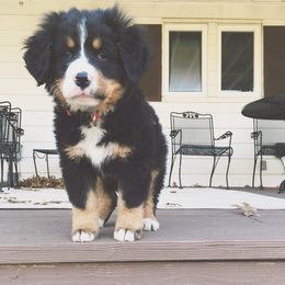 Bernedoodle, Bernese Mountain Dog, and Goldendoodle Puppies from Bernedoodles of the Ozarks