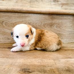 Caramel - Red merle and white female American Corgi puppy in Phelan, California from Desert Sunset Corgis
