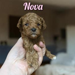 Nova - Red female Cockapoo puppy in Conklin, Michigan from Lake Michigan Couture Cavapoos & Cockapoos
