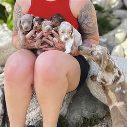 Dachshund Puppies from Keeping it mini kennels
