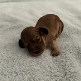 Maxwell - Cream male Dachshund puppy in Mesa, Arizona from T&J Lovable Longhaired AKC Dachshunds
