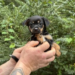 Boy 2 - male Chihuahua puppy in East Camden, Arkansas from RoyAl
