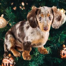 Chase - Dapple male Dachshund puppy in Penrose, Colorado from Double Trouble Dachshunds