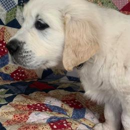 Golden Retriever Puppies from Montana Mist Golden Retrievers English Cream