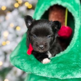 Godiva - Black female Pomsky puppy in Cleveland, Ohio from Lake Point Pomskies