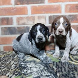 Boykin Spaniel, Dachshund, and German Shorthaired Pointer Puppies from Whiskey River Farm