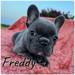 Bulldog and French Bulldog Puppies from Crystals Bulldog Bungalow