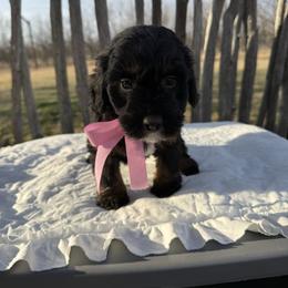 Love bug - Black tri-color female Aussiedoodle puppy in Eastland, Texas from H5 Mini Doodles
