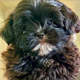 Female - Black and white female Mal-Shi puppy in Summerfield, Florida from Millennium Farms
