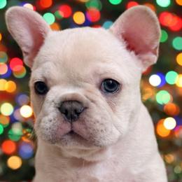 Lacey - White female French Bulldog puppy in Omaha, Nebraska from Colorful Dachshunds