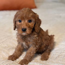Santa - Red  male Goldendoodle puppy in Sallisaw, Oklahoma from Huddle Puppies