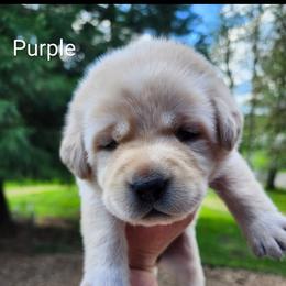 Purple collar - Yellow female Labrador Retriever puppy in Mossyrock, Washington from White River Labradors