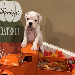 Leo (Little Bear) - White Boxer puppy in Garland, North Carolina from Magen's Boxers