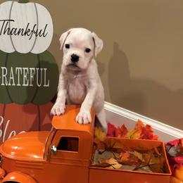 Leo (Little Bear) - White Boxer puppy in Garland, North Carolina from Magen's Boxers