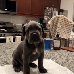 Pink - Gray female Cane Corso puppy in Homeland, California from Dal Deserto Cane Corso